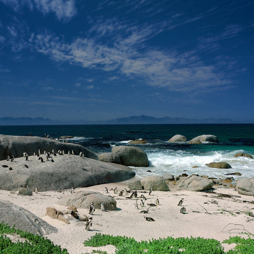South Africa: The Cape for Oct 7 - 14, 2022