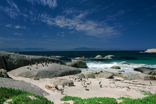 Eagle Eye Tours - South Africa: The Cape