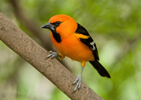 Eagle Eye Tours - South Texas