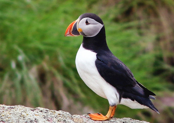 Eagle Eye Tours - Grand Newfoundland tour