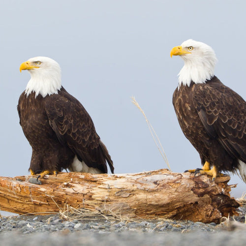 Alaska Birding for May 27, 2026 to Jun 8, 2026