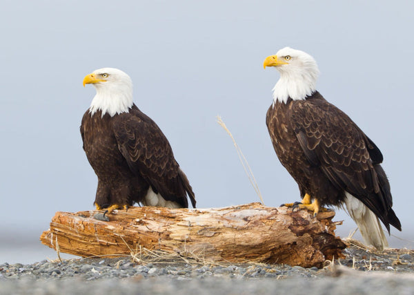 Eagle Eye Tours - Alaska Birding