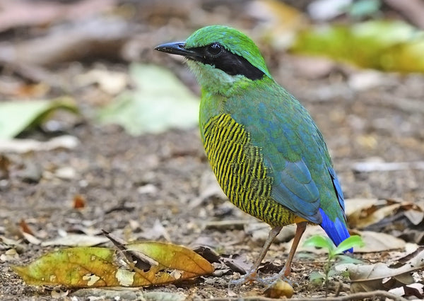 Eagle Eye Tours - Cambodia & South Vietnam