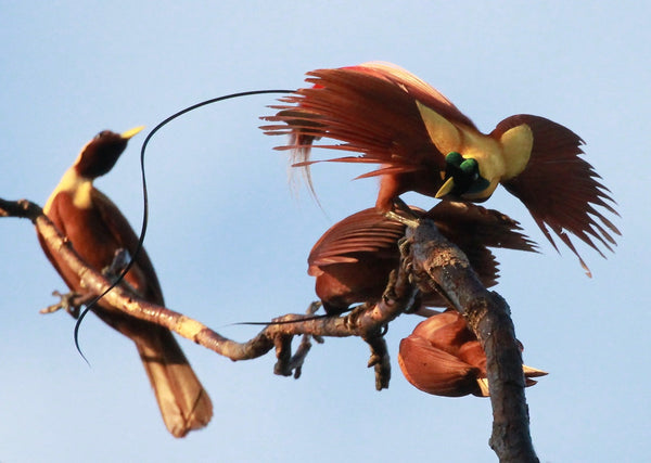 Eagle Eye Tours - Indonesia Explorer Cruise