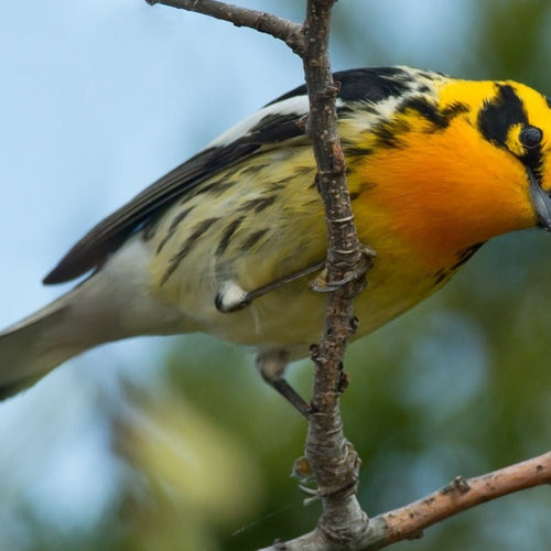 Point Pelee & Algonquin Park for May 5, 2026 to May 16, 2026