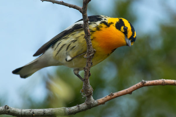 Eagle Eye Tours - Private Tour
