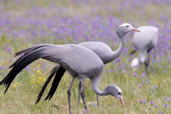 Eagle Eye Tours - South Africa Birding & Wildlife Safari