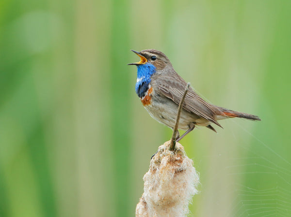 Eagle Eye Tours - The Netherlands