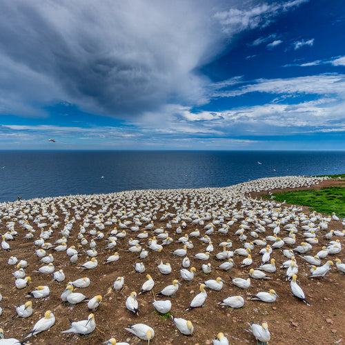Quebec in Spring: Gaspé Peninsula for May 21, 2026 to May 31, 2026