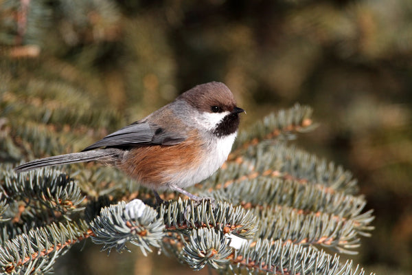 Eagle Eye Tours - Quebec in Fall: Birds & Whales