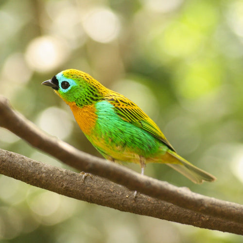 Brazil: Atlantic Forest for Oct 9, 2026 to Oct 20, 2026