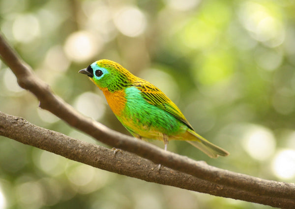Eagle Eye Tours - Brazil: Atlantic Forest