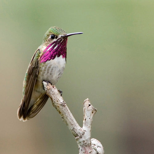 Ultimate British Columbia: Coast & Grasslands for May 31 - Jun 12, 2026