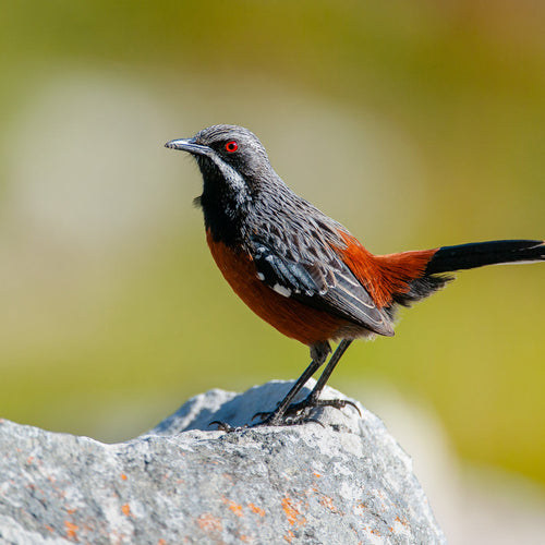 South Africa Birding & Wildlife Safari for Oct 21, 2026 to Nov 10, 2026
