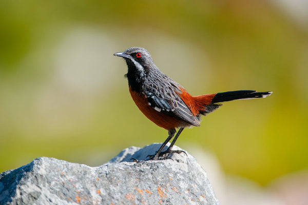 Eagle Eye Tours - South Africa Birding & Wildlife Safari