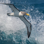 Birding Down Under Cruise for Dec 1, 2027 to Dec 17, 2027