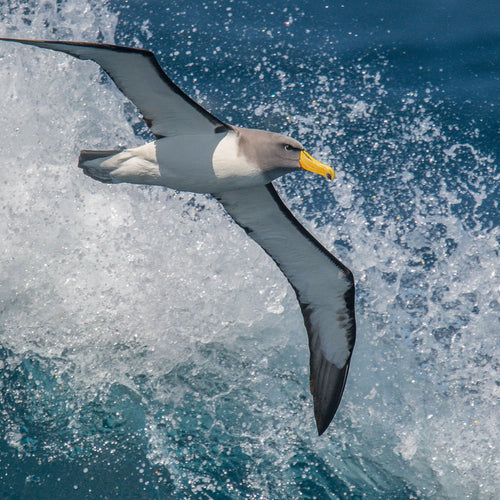 Birding Down Under Cruise for Dec 1, 2027 to Dec 17, 2027 / Main Deck Triple