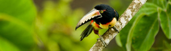 Eagle Eye Tours - Costa Rica Birding