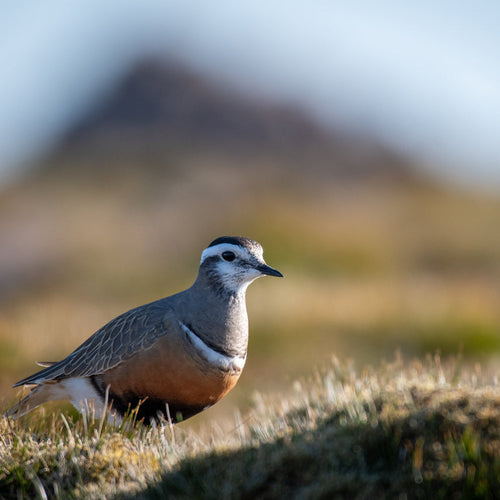 Scotland: Birds & Culture for May 10, 2027 to May 22, 2027