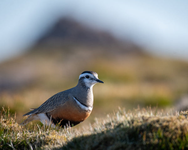 Eagle Eye Tours - Scotland: Birds & Culture