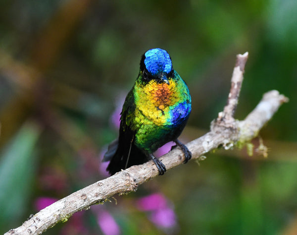 Eagle Eye Tours - Costa Rica Sampler Tour