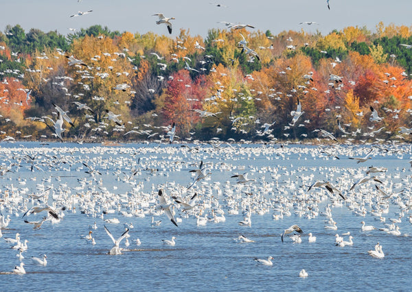 Eagle Eye Tours - Quebec in Fall: Birds & Whales
