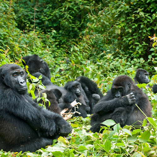 Uganda: Birds, Gorillas and Chimpanzees for Jan 13, 2026 to Jan 29, 2026