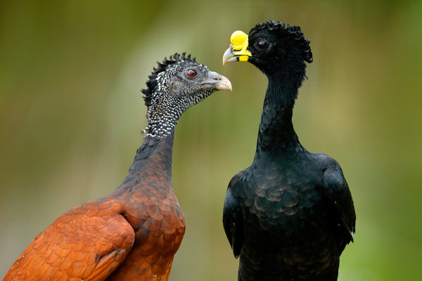 Eagle Eye Tours - Costa Rica Birding with Canadian Geographic