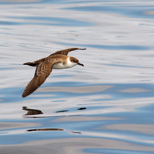 North Carolina Pelagics & Pineywoods for May 29 - Jun 5, 2024