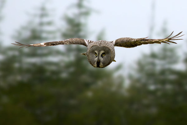 Eagle Eye Tours - Manitoba Owls