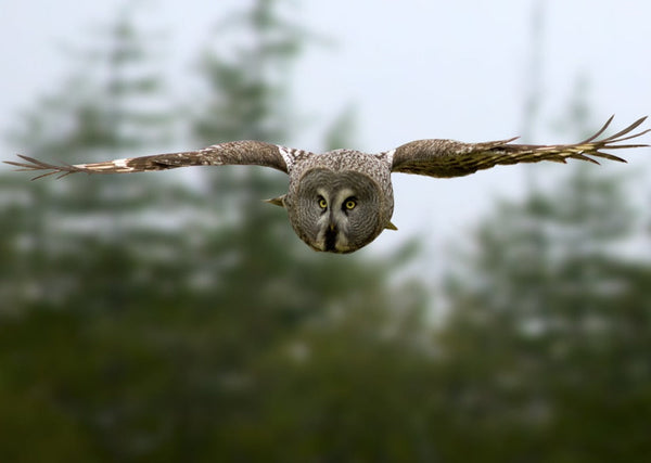Eagle Eye Tours - Manitoba Owls