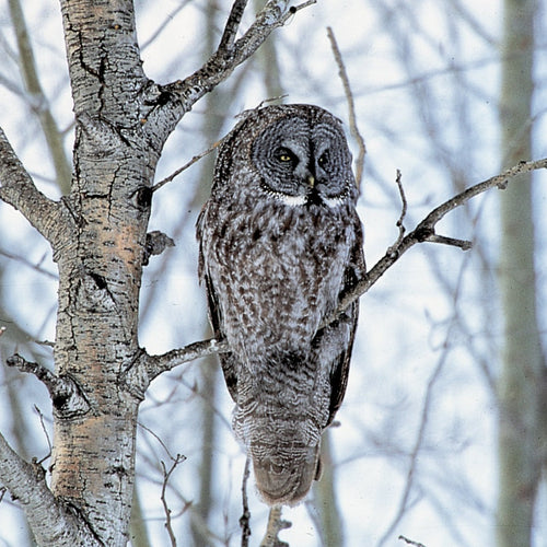 Manitoba Owls for Feb 22, 2027 to Feb 26, 2027