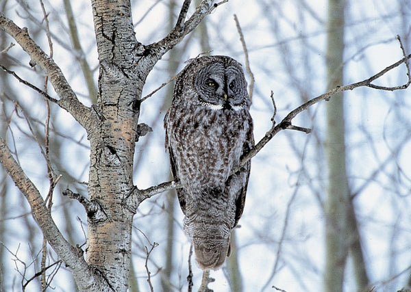 Eagle Eye Tours - Manitoba Owls