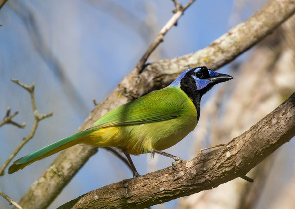 Eagle Eye Tours - South Texas