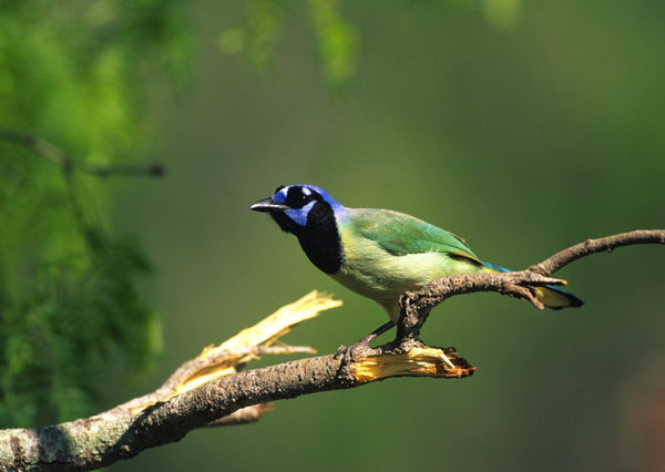 Eagle Eye Tours - South Texas