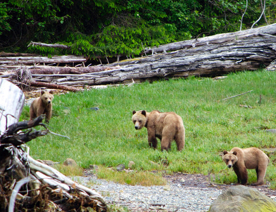 Eagle Eye Tours - British Columbia Orcas & Grizzlies Sailing