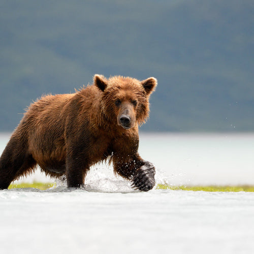 Southeast Alaska Sailing for Jul 11, 2026 to Jul 21, 2026