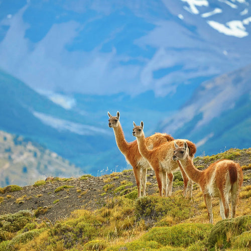 Patagonia Birds & Wildlife with Canadian Geographic for Nov 2, 2026 to Nov 12, 2026