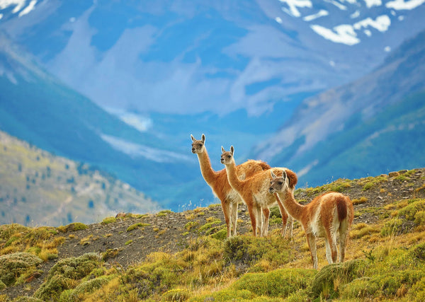 Eagle Eye Tours - Patagonia Birds & Wildlife with Canadian Geographic