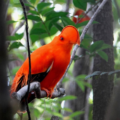 Guyana: Neotropical Wilderness for Jan 11, 2027 to Jan 23, 2027