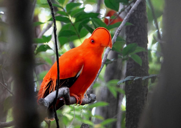Eagle Eye Tours - Guyana: Neotropical Wilderness