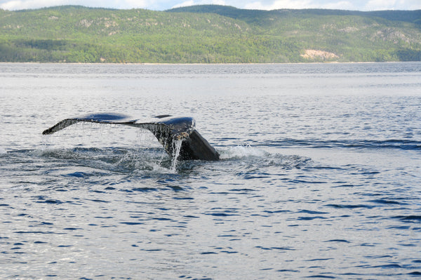 Eagle Eye Tours - Quebec in Fall: Birds & Whales