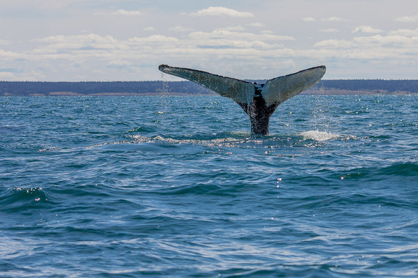 Eagle Eye Tours - Nova Scotia