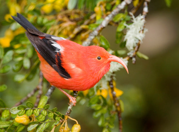 Eagle Eye Tours - Hawaii
