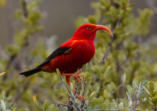 Eagle Eye Tours - Hawaii