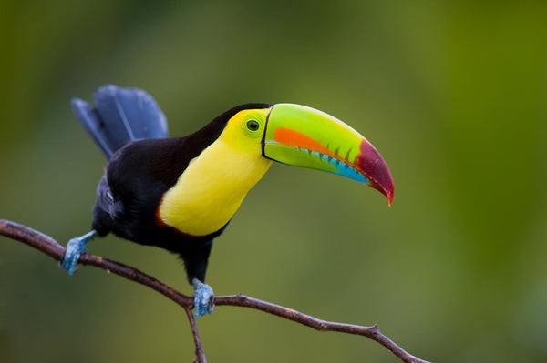 Eagle Eye Tours - Costa Rica Birding