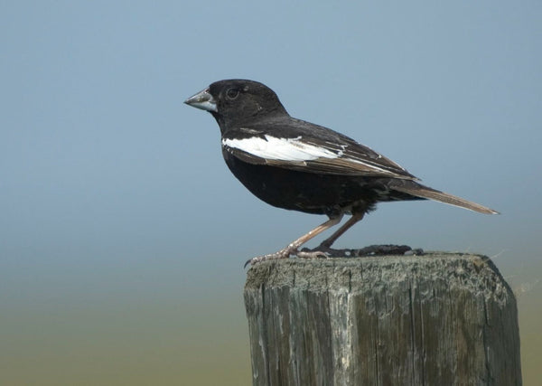 Eagle Eye Tours - Alberta Birds & Dinosaurs