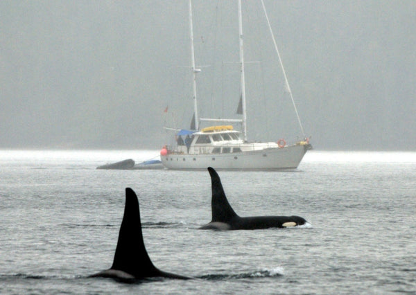 Eagle Eye Tours - British Columbia Orcas & Grizzlies Sailing
