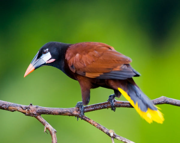 Eagle Eye Tours - Costa Rica Sampler Tour