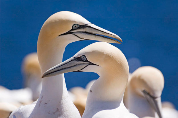 Eagle Eye Tours - Grand Newfoundland tour